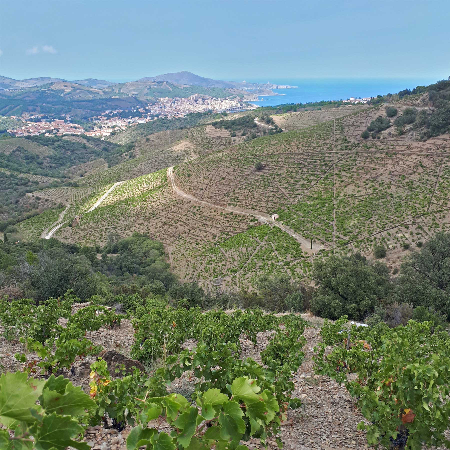 Clos Castell - Vendanges